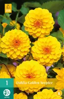 Dahlia golden scepter 1 stuks - afbeelding 1