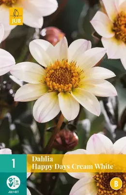 Dahlia happy days cream white 1 stuks - afbeelding 1