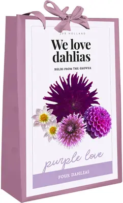 Dahlia purple love 4 stuks - afbeelding 1