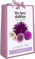 Dahlia purple love 4 stuks - afbeelding 1