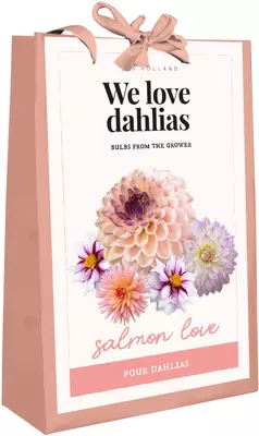 Dahlia salmon love 4 styuks - afbeelding 1