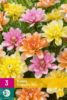 Dahlia waterlily mix 3st - afbeelding 1