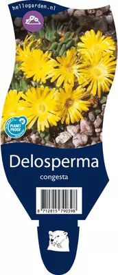 Delosperma congestum (Middagsbloem) - afbeelding 1