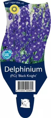Delphinium (Ridderspoor) - afbeelding 1