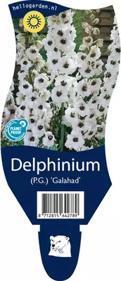 Delphinium (Ridderspoor) - afbeelding 1