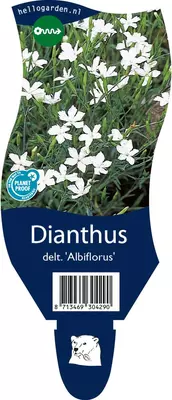 Dianthus deltoides 'Albiflorus' (Steenanjer) - afbeelding 1