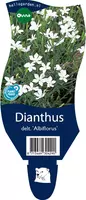 Dianthus deltoides 'Albiflorus' (Steenanjer) kopen?