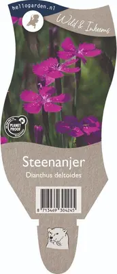 Dianthus deltoides (Steenanjer) - afbeelding 1