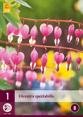 Dicentra spectabilis 1 stuks - afbeelding 1