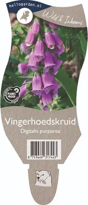 Digitalis purpurea (Vingerhoedskruid) - afbeelding 1