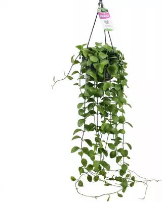 Dischidia imbricata (Dubbeltjesplant) hangplant 30cm - afbeelding 1