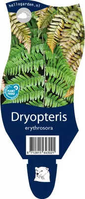 Dryopteris erythrosora (Rode sluiervaren) - afbeelding 1