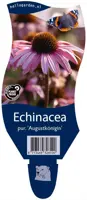 Echinacea purpurea 'Augustkonigin' (Zonnehoed) kopen?