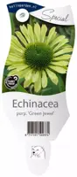 Echinacea purpurea 'Green Jewel' (Zonnehoed) kopen?