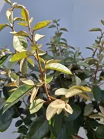 Elaeagnus ebbingei - afbeelding 2