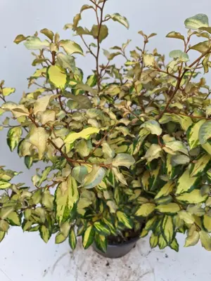 Elaeagnus mariline - afbeelding 2