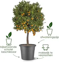 Elho bloempot Algarve Cilindro 40cm antraciet - afbeelding 7