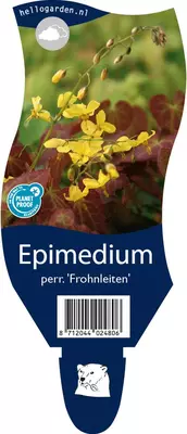 Epimedium perralchicum 'Frohnleiten' (Elfenbloem) - afbeelding 1