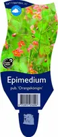 Epimedium pubigerum 'Orangekönigin' (Elfenbloem) - afbeelding 1