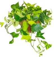 Epipremnum pinatum 'Tricolore' 45cm kopen?