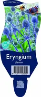 Eryngium planum (Kruisdistel) - afbeelding 1