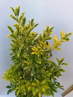 Euonymus jap. elegant. aureus p18 h100 - afbeelding 2