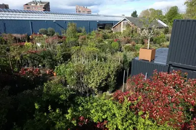 Euonymus japonicus 'benkomasaki' - afbeelding 3