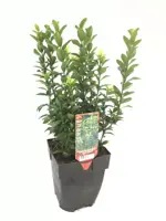 Euonymus japonicus 'green spire' (Kardinaalsmuts) 30cm kopen?