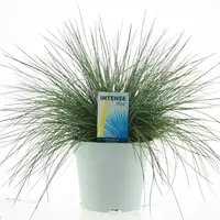 Festuca glauca 'Intense Blue' (Blauw schapengras) 35cm - afbeelding 1