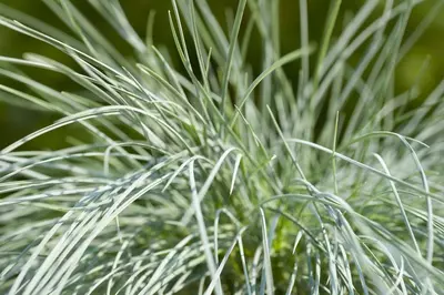 Festuca glauca 'Intense Blue' (Blauw schapengras) 35cm - afbeelding 3