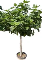 Ficus carica (Vijg) op stam 200cm kopen?
