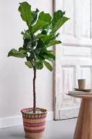 Ficus lyrata (Tabaksplant, Vioolbladplant) 110-130cm incl hydropot en watermeter - afbeelding 4
