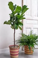 Ficus lyrata (Tabaksplant, Vioolbladplant) 110-130cm incl hydropot en watermeter - afbeelding 6