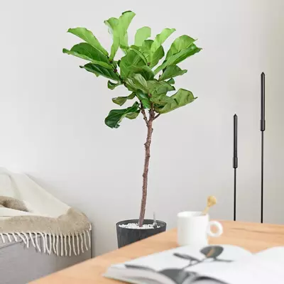 Ficus lyrata (Tabaksplant, Vioolbladplant) 110-130cm incl hydropot en watermeter - afbeelding 3