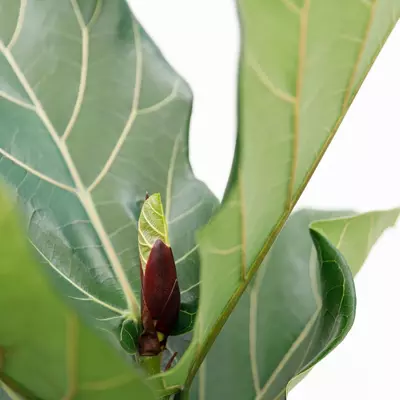 Ficus lyrata (Tabaksplant, Vioolbladplant) 110-130cm incl hydropot en watermeter - afbeelding 7