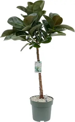 Ficus makana 110 cm incl hydropot en watermeter - afbeelding 1