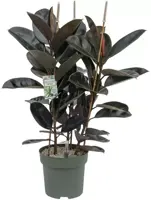 Ficus mandela (Rubberplant) 120cm kopen?