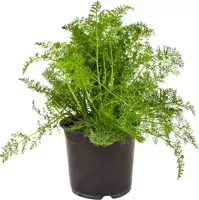 Foeniculum vulgare (Wilde venkel) ø14 cm kopen?