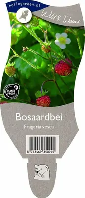 Fragaria vesca (Bosaardbei) - afbeelding 1