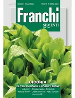 Franchi sementi zaden Cichorei, Cicoria Bonda foglie larghe - afbeelding 1