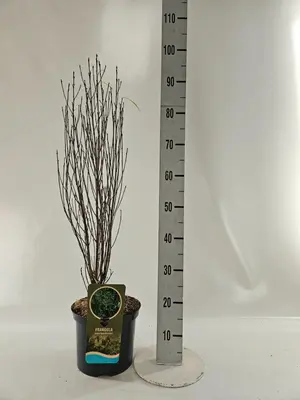 Frangula alnus 'Ron Williams' (Gewone vuilboom) 60cm - afbeelding 4