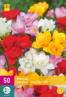 Freesia dubbel gemengd 50 stuks - afbeelding 1