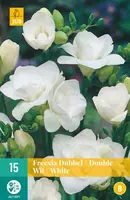 Freesia dubbel wit/white 15 stuks - afbeelding 1