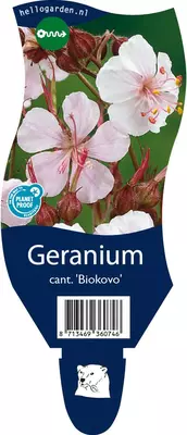 Geranium cantabrigiense 'Biokovo' (Ooievaarsbek) - afbeelding 1