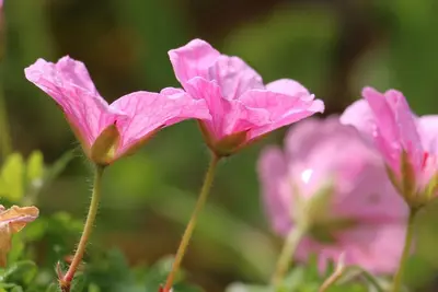 Geranium endressii 'Wargrave Pink' (Ooievaarsbek) - afbeelding 2
