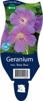 Geranium himalayense 'Baby Blue' (Ooievaarsbek) - afbeelding 1