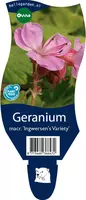Geranium macrorrhizum Ingwersen's Variety (Ooievaarsbek) - afbeelding 1