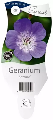 Geranium rozanne (Ooievaarsbek) - afbeelding 1