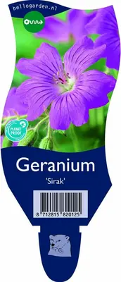 Geranium 'Sirak' (Ooievaarsbek) - afbeelding 1