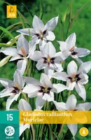 Gladiolus call. murielae 15 stuks - afbeelding 1